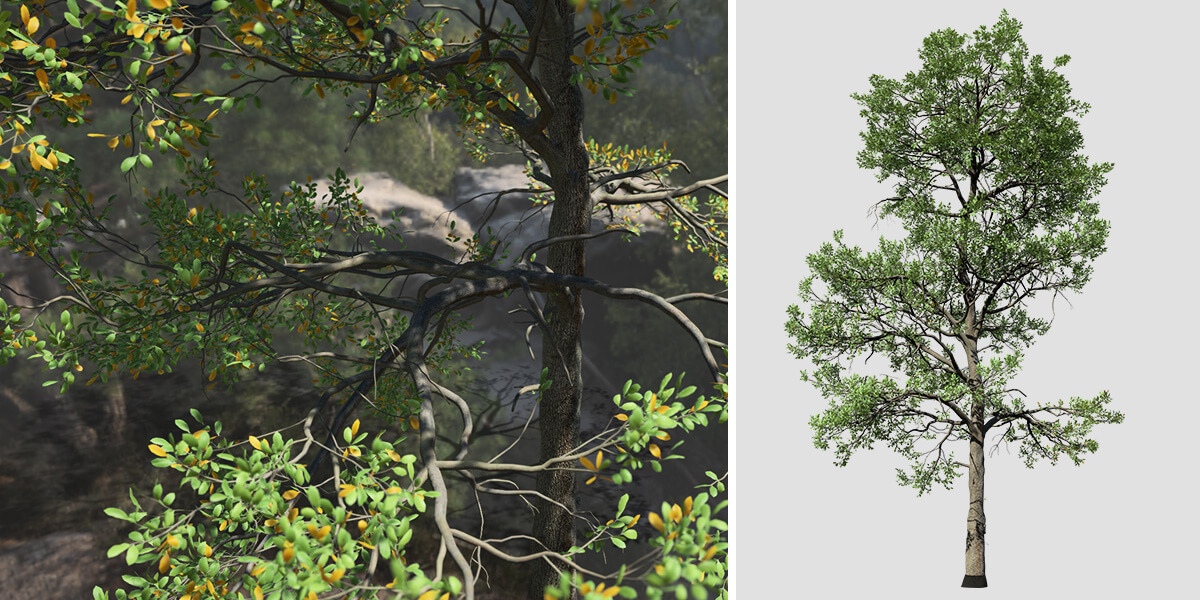 White Ash: Forest – SpeedTree