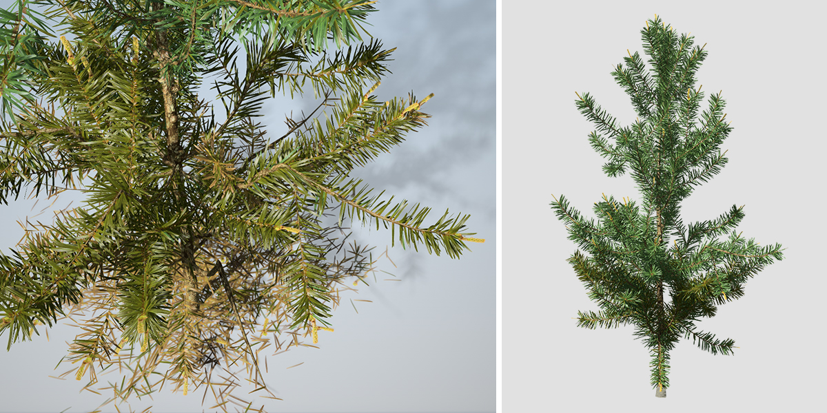 Pinus sylvestris 30 x Scots Pine Trees Sapling Seedling 20-40cm 